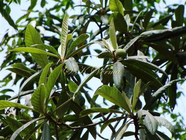  Plant